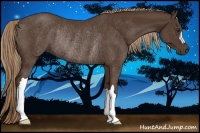 Horse Color:Liver Chestnut Rabicano 