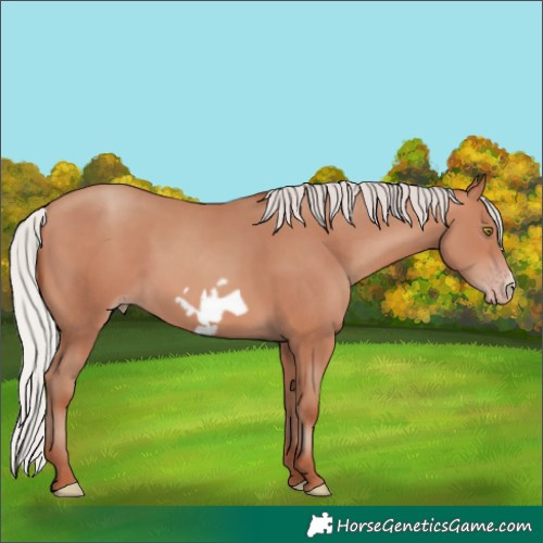 Horse Color:Silver Sable Champagne Frame 