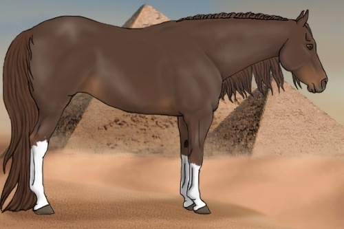 Horse Color:Liver Chestnut 