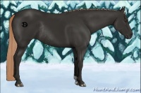 Horse Color:Liver Chestnut Rabicano 