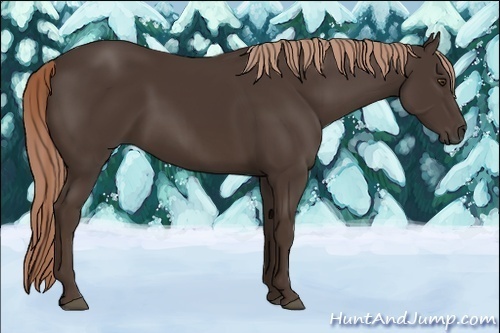Horse Color:Liver Chestnut Rabicano 
