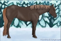 Horse Color:Liver Chestnut Rabicano 