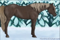 Horse Color:Liver Chestnut Rabicano 