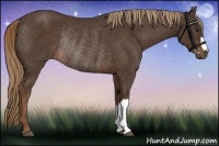 Horse Color:Liver Chestnut Rabicano 