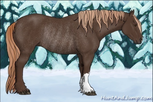 Horse Color:Liver Chestnut Rabicano 