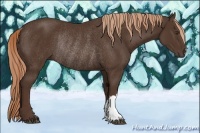 Horse Color:Liver Chestnut Rabicano 