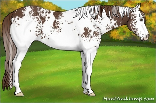 Horse Color:White Spotted Liver Chestnut