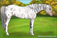 Horse Color:White Spotted Bay Appaloosa 