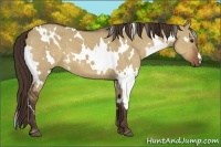 Horse Color:White Spotted Liver Red Dun 