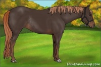 Horse Color:Liver Chestnut Rabicano 