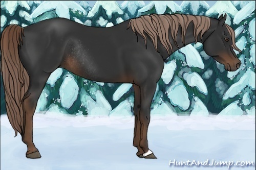 Horse Color:Liver Chestnut Rabicano 