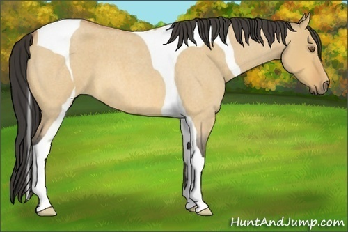Horse Color:Buckskin Roan Dun Tobiano