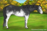 Horse Color:White Spotted Black Rabicano 