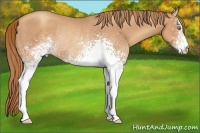 Horse Color:White Spotted Gold Champagne Rabicano