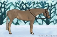 Horse Color:Chocolate Palomino Rabicano