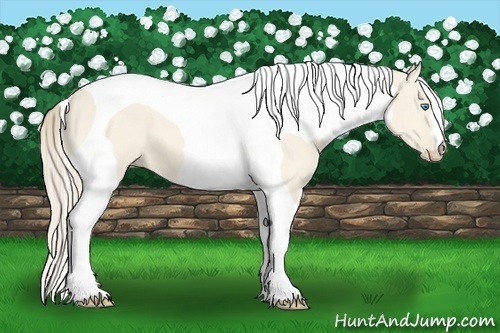 Horse Color:Perlino Dun Tobiano