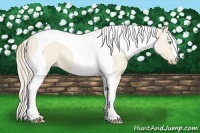 Horse Color:Perlino Dun Tobiano 