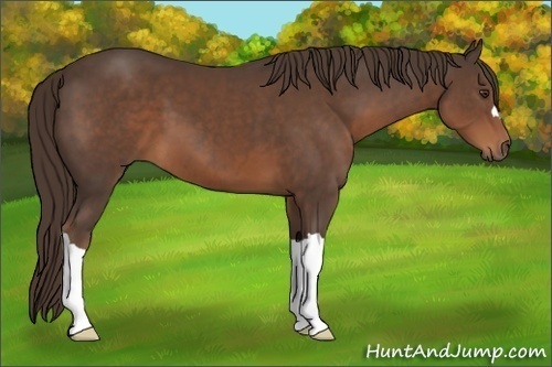 Horse Color:Liver Chestnut 