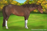 Horse Color:Liver Chestnut 