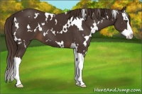 Horse Color:White Spotted Liver Chestnut Sabino Splash 