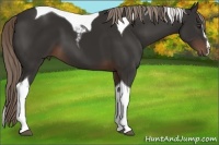 Horse Color:Liver Chestnut Sabino Tobiano 