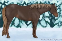 Horse Color:Liver Chestnut Rabicano 