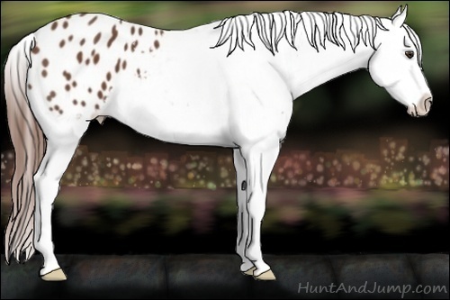 Horse Color:Chestnut Splash Snowflake Varnish