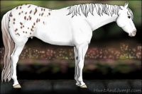 Horse Color:Chestnut Splash Snowflake Varnish 