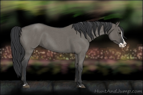 Horse Color:Grullo Roan Splash