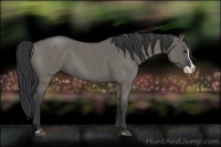 Horse Color:Grullo Roan Splash 