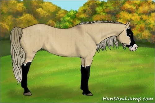 Horse Color:Red Dun Splash Brindle 