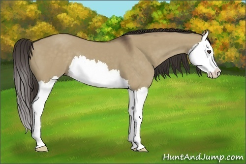Horse Color:Liver Red Dun Splash