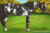 Horse Color:White Spotted Liver Chestnut Varnish