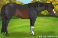 Horse Color:Brown 