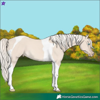 Horse Color:Cremello Dun Tobiano