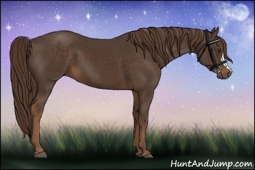 Horse Color:Liver Chestnut 