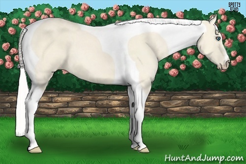 Horse Color:Cremello Dun Tobiano