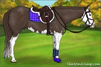 Horse Color:Liver Chestnut Sabino Splash