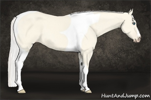 Horse Color:Cremello Dun Tobiano