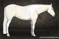 Horse Color:Cremello Dun Tobiano 