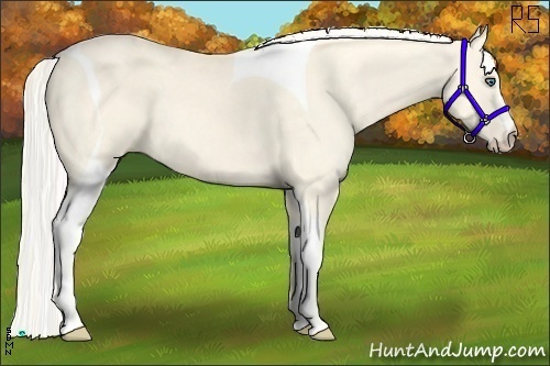Horse Color:Cremello Dun Tobiano 