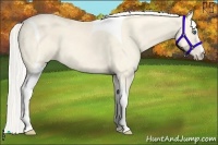 Horse Color:Cremello Dun Tobiano 