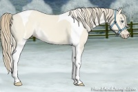 Horse Color:Smoky Creme Dun Tobiano 