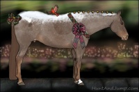 Horse Color:Liver Chestnut Sabino Appaloosa