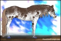 Horse Color:White Spotted Liver Chestnut Tobiano Rabicano