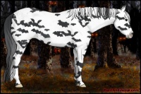 Horse Color:White Spotted Black Splash
