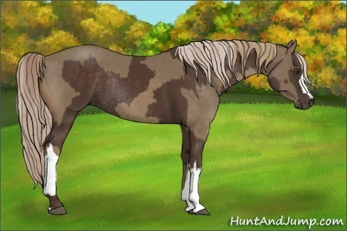 Horse Color:Liver Chestnut Rabicano and Chocolate Palomino