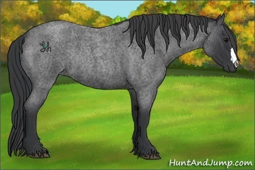 Horse Color:Blue Roan Rabicano