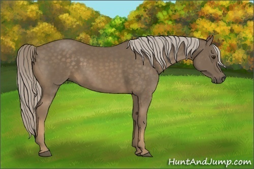 Horse Color:Chocolate Palomino 