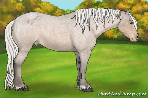 Horse Color:Silver Buckskin Roan Varnish 